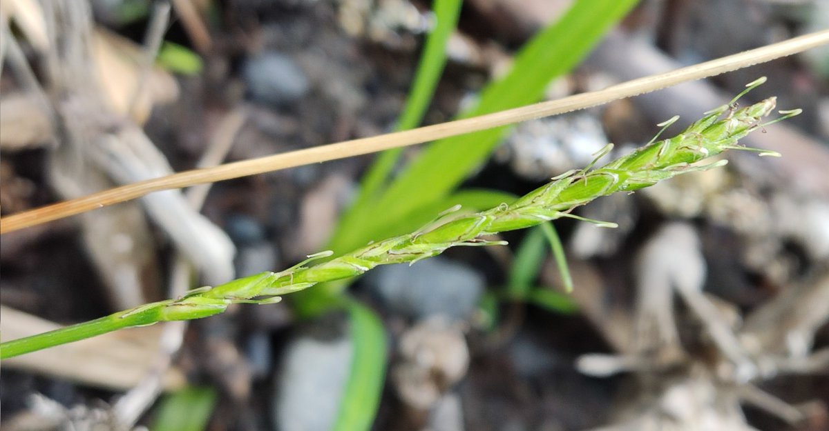 pjimmej's tweet photo. Carex scabrida (Uncinia scabriuscula), from montane #Nothofagus -roble- and #Fitzroya -alerce- forests from #LosRios and #LosLagos regions. Easily distinguishable from all other hooked sedges by its stems scabrid from top to bottom, while usually quinquines has smooth stems. https://t.co/1FJzUhBKa0