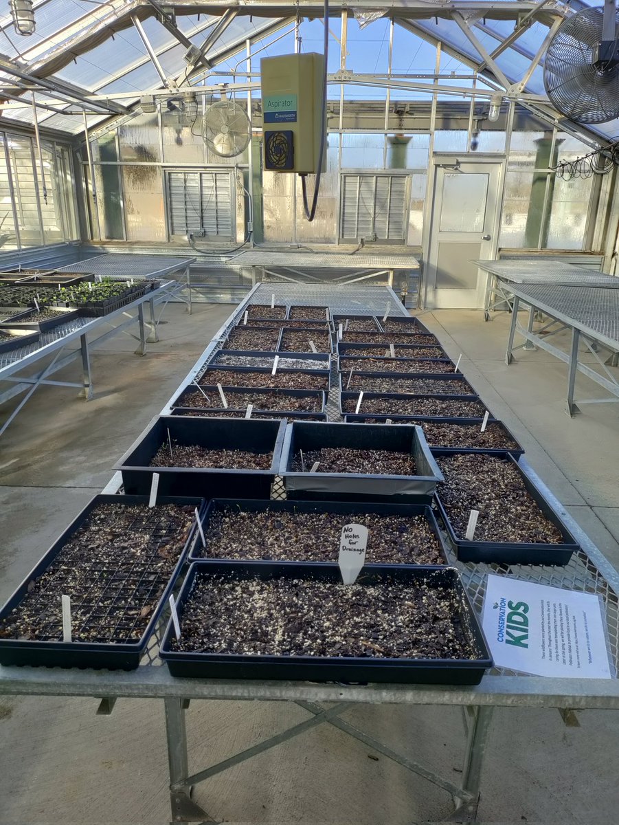 krypto_vagabond's tweet photo. GreenHouse No. 1
It has begun! We've already started to germinate wild flowers and natives. We still weeks out before Spring but we got that goodness goin' on rn. #Gaia #EarthWorker #MetroParks https://t.co/aSILxOXQBz