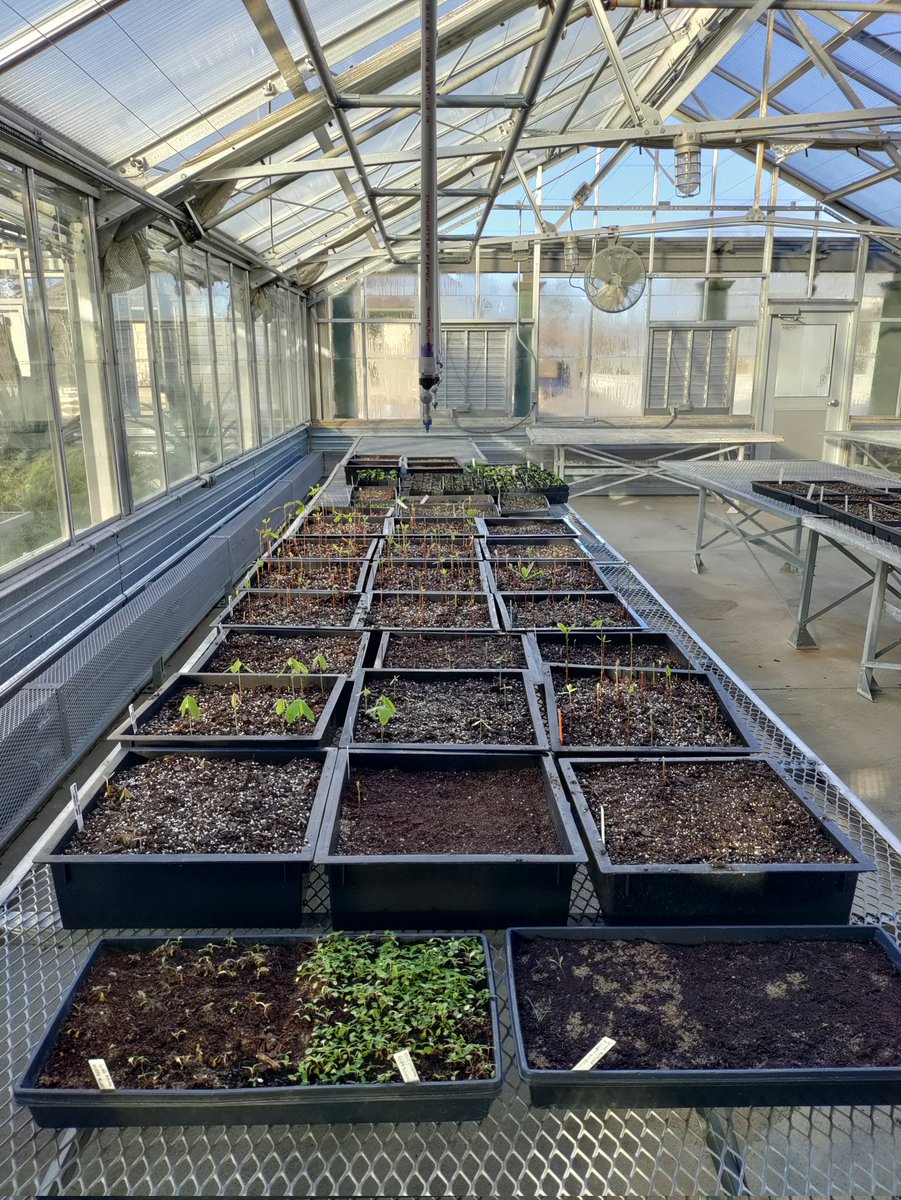 krypto_vagabond's tweet photo. GreenHouse No. 1
It has begun! We've already started to germinate wild flowers and natives. We still weeks out before Spring but we got that goodness goin' on rn. #Gaia #EarthWorker #MetroParks https://t.co/aSILxOXQBz