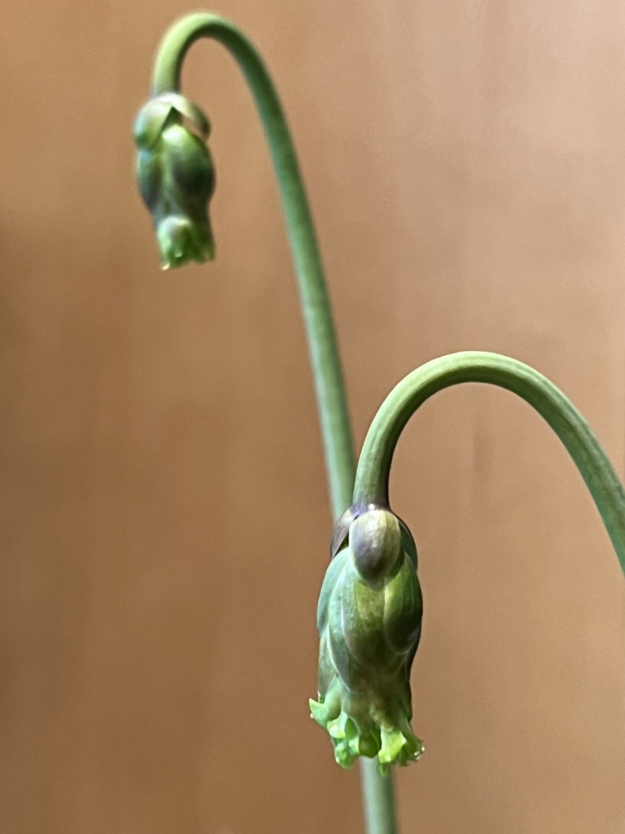 TNdigsgarden's tweet photo. #carnivorousplants We came upon a craft fair in Black Mountain NC. A very nice man offered carnivorous plants (Sarracenia Tarnok) for sale. He provided plant care instructions and now look what the plant is making! https://t.co/ccAtpDyK92
