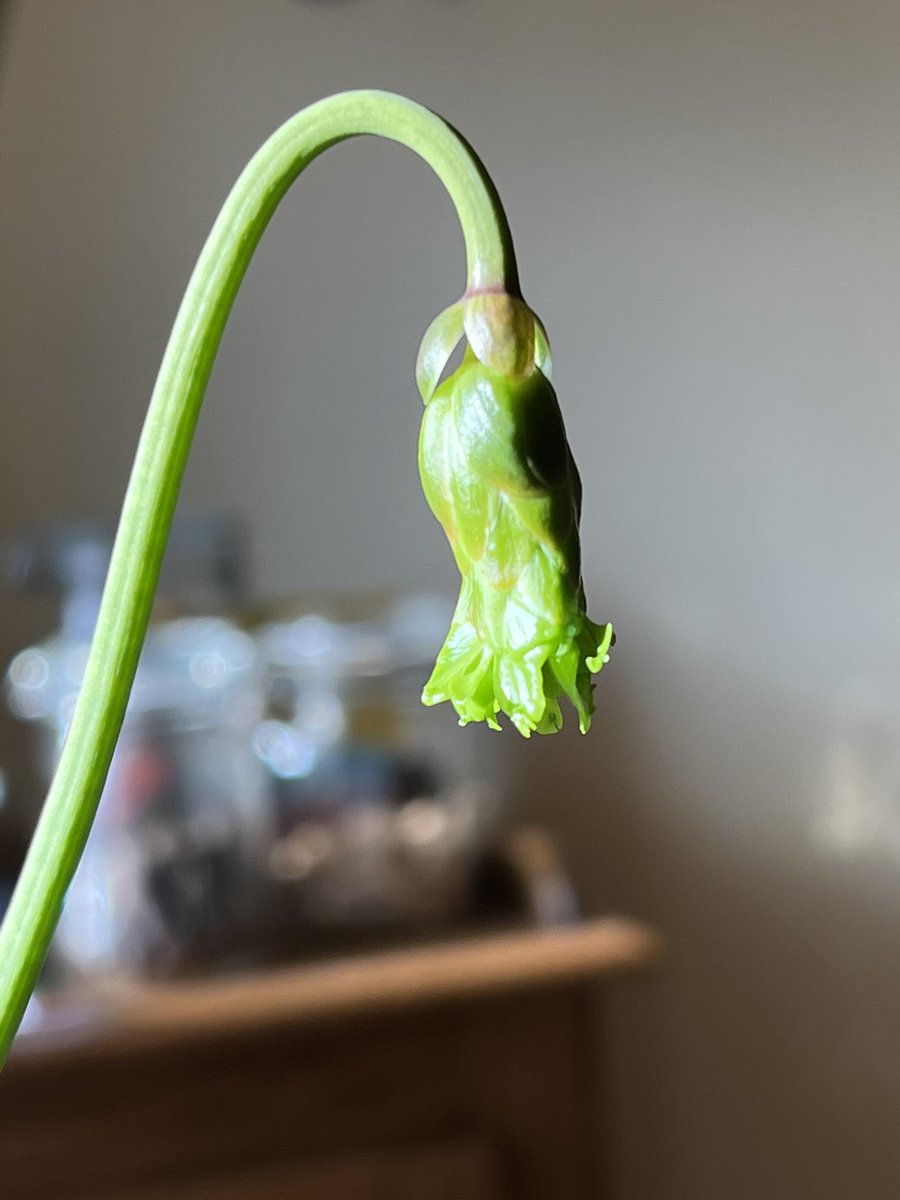TNdigsgarden's tweet photo. #carnivorousplants We came upon a craft fair in Black Mountain NC. A very nice man offered carnivorous plants (Sarracenia Tarnok) for sale. He provided plant care instructions and now look what the plant is making! https://t.co/ccAtpDyK92