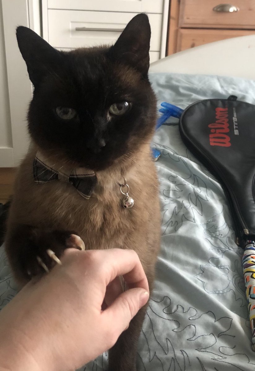 CarinaValentin6's tweet photo. The reason cats are not man’s best friend #CatsofTwittter https://t.co/HukB1aEqKe