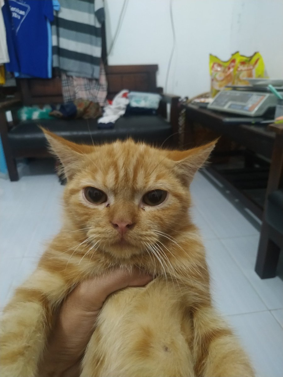a_brhnn's tweet photo. @kochengfs 😼: luwh siapa ajg! miawww https://t.co/BAXmbBIpDm