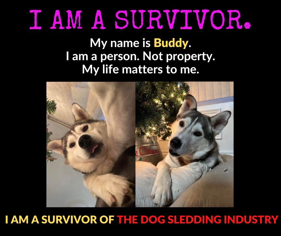 ETDSI's tweet photo. Meet BUDDY! 💖

#dogsledding #chenillapoursuite #rescuedogs #endthedogsleddingindustry #dontgodogsledding 

https://t.co/9Ty4jhIjtk https://t.co/prz3DINLGF
