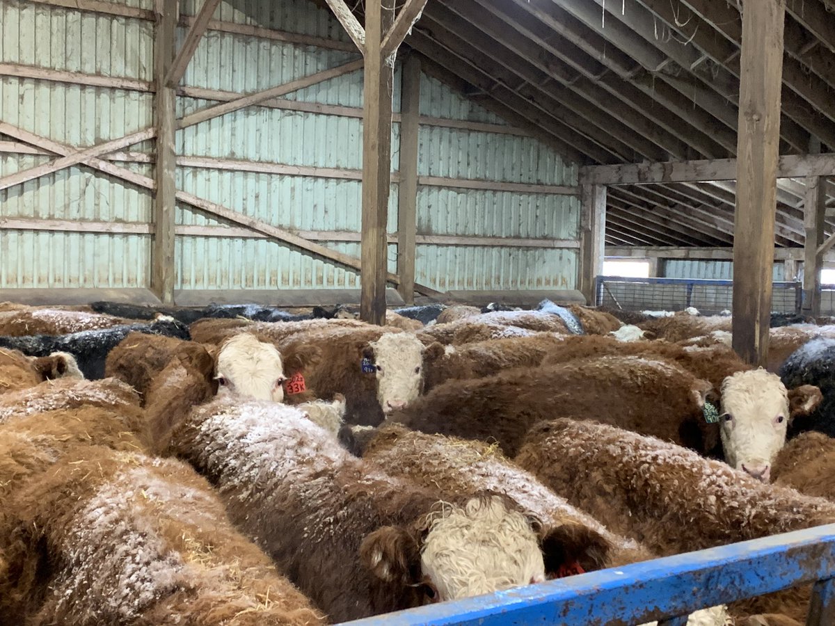 KenSchaus's tweet photo. Some top end RWF cross steers from one ranch 
Going on feed in Bruce County #ontag
Just in from the west https://t.co/CWXPZQXRm3