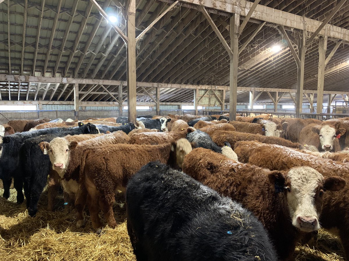 KenSchaus's tweet photo. Some top end RWF cross steers from one ranch 
Going on feed in Bruce County #ontag
Just in from the west https://t.co/CWXPZQXRm3
