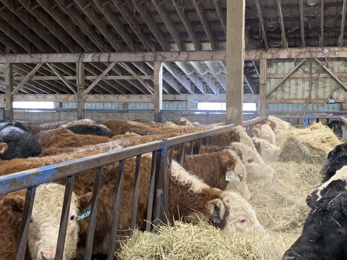KenSchaus's tweet photo. Some top end RWF cross steers from one ranch 
Going on feed in Bruce County #ontag
Just in from the west https://t.co/CWXPZQXRm3