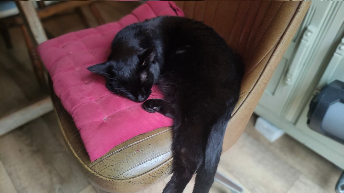 clydebestsboots's tweet photo. Pawrents have asked me to come on and Thank Mew all for your lovely pawsitive prayers and such bright candles.All that pawsitive energy really helped me and pawrents to get me home. Pawrents say say to any missing furs and hooms don't give https://t.co/eI6RPfxE4H happens
🙏🙏
❤️ https://t.co/dOiCb5cr2f