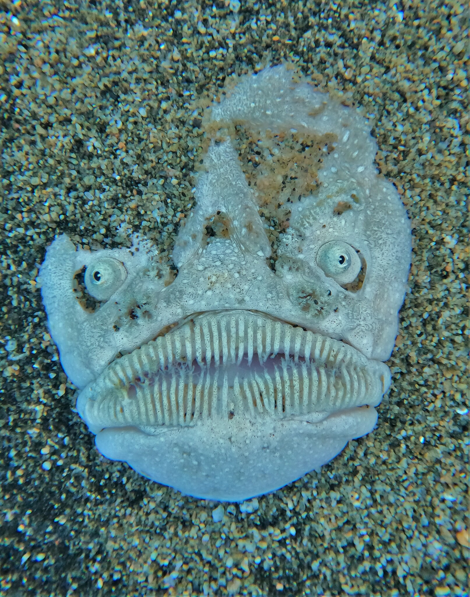 Stargazer Fish