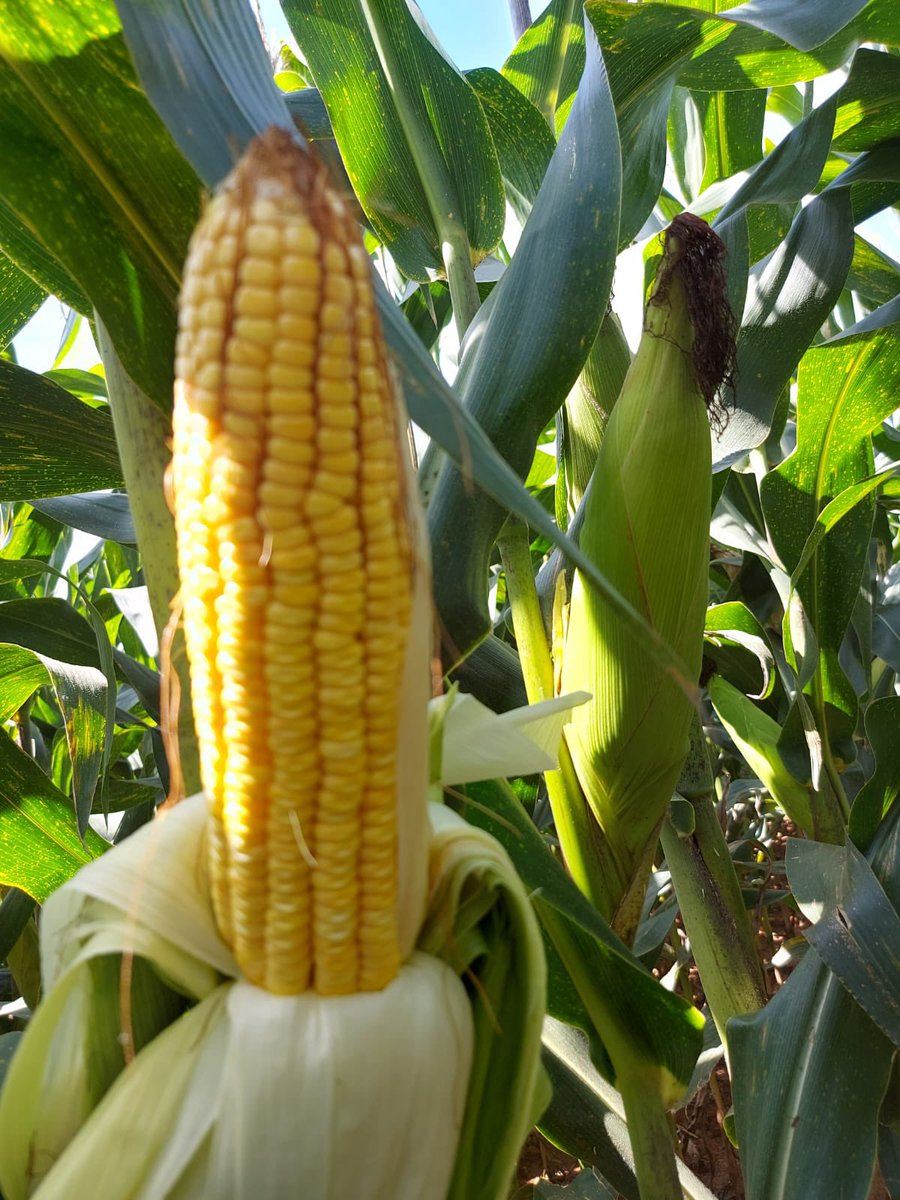 🌽🌽🌽🌽🌽🌽