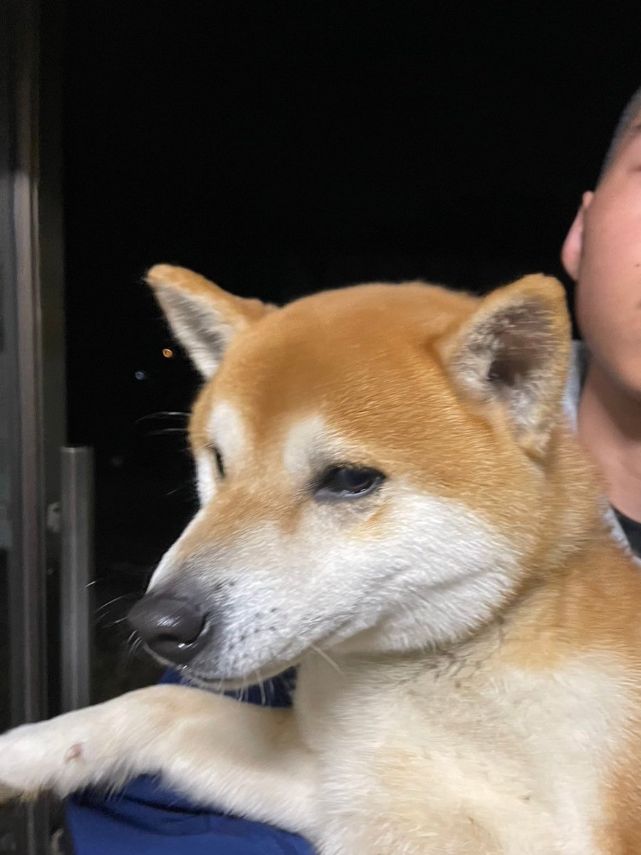 _mori___mori_'s tweet photo. 息子の寮に迷い込んだ柴犬。首輪もないため困ったけれど地元の方の助けを借りて、飼い主さんが見つかりました！ほんと良かった♥

#迷子犬
#柴犬
#柴犬迷子
#飼い主さん見つかる
#地元の情報網さすが
#動物保護活動家さんに感謝
#寮監督も一安心 https://t.co/Vgl862W5jQ