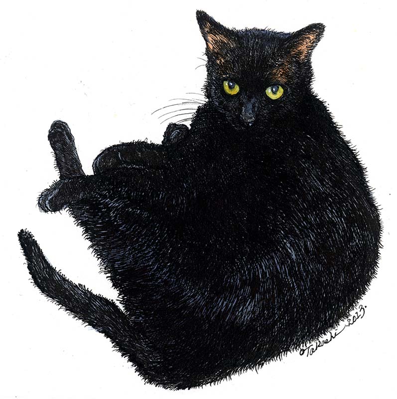 「うちの猫たち 」|小田　隆　Oda Takashiのイラスト