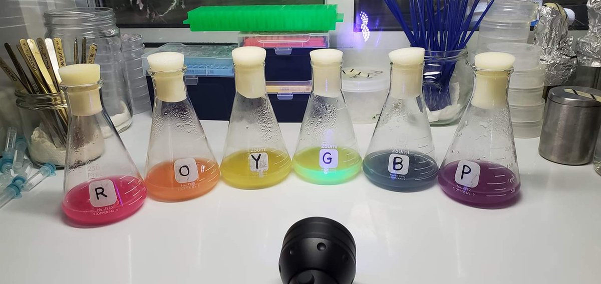 ATinyGreenCell's tweet image. I&apos;m making fresh agar stabs of these if anyone wants them for their lab or class. $20/plasmid. Open source.  DM me postal and email address and I&apos;ll ship em by next friday :)

EforCP red
YukonOFP orange
DasherGFP yellow
FuGFP fluoro green
AeBlue blue
TsPurple purple

All kanR