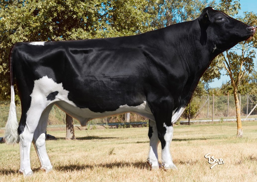 COMEDY
HOLSTEIN

GPFT +3751
%99 Güv./Rel.
+1377 Süt/Milk
106 Uzun Yaşam/Longevity
+1.35 Tip/Type
+1.82 Meme/Udder
+2.68 Ayak%Bacak/ F&amp;L
🥛A2A2 🏆🐄🐮

intermizoo.com/tori/comedy/#