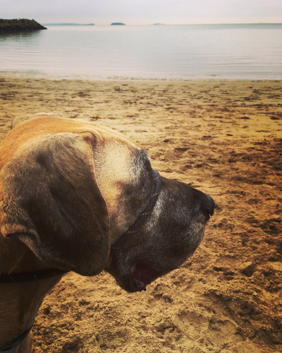 EmmaMarshman's tweet photo. #barry #dogs #greatdane #giantdogs all is calm ❤️ https://t.co/buZu6gjyWN