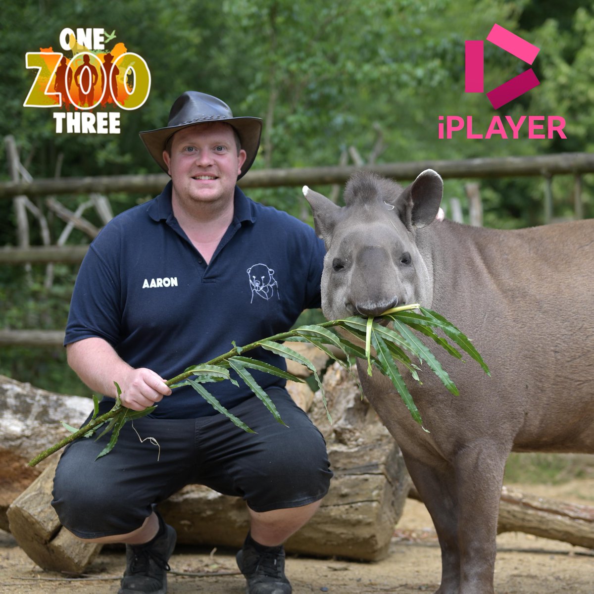 HertsZoo's tweet photo. What's coming up on One Zoo Three this week? π
Cam, Tyler, and Aaron challenge the animals with recycled treats, and what does it take to be an animal superstar? πβοΈ
You can watch it now on BBC iPlayer https://t.co/41IBk7vD5D
#onezoothree #wildlife #paradisewildlifepark https://t.co/wCTkRuhkfB