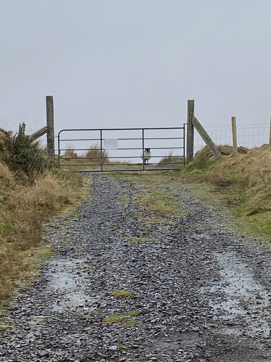 Mollkos's tweet photo. Day 35 got caught again in misty rain but met a few sheep posing and enjoying it!#100daysofwalking @NewstalkFM Day 1496 #1500daysofwalking #365daysofwalking https://t.co/W8MY40ch0i