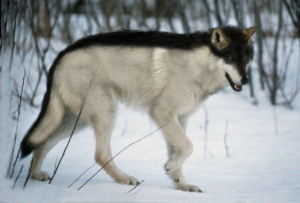 Reaper Shadow Wolf tweet media