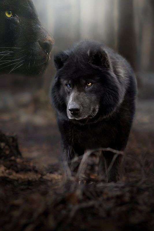 Reaper Shadow Wolf tweet media