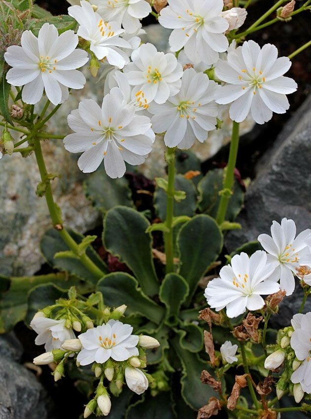 Ботаничка on Twitter: "Левизия туполистная 'Вайт Сплендор' (Lewisia ...