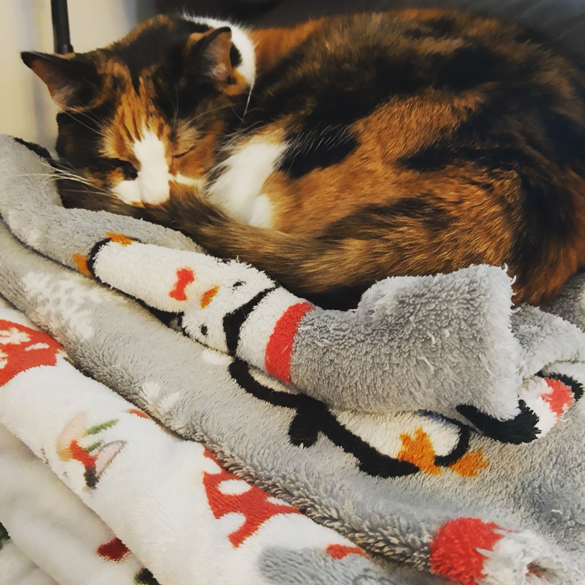TamadoriC's tweet photo. Staying warm on my pile of blankets while it's -10 degrees F outside 🙀. How are my fellow cold climate kitties fairing in the cold?
#tamadoricollection #calicocat #calicocats #catlover #catsofboston #catsofamerica #calicoville #catsofinstagram #cat #cats #caturday https://t.co/o9mFyuvfC5