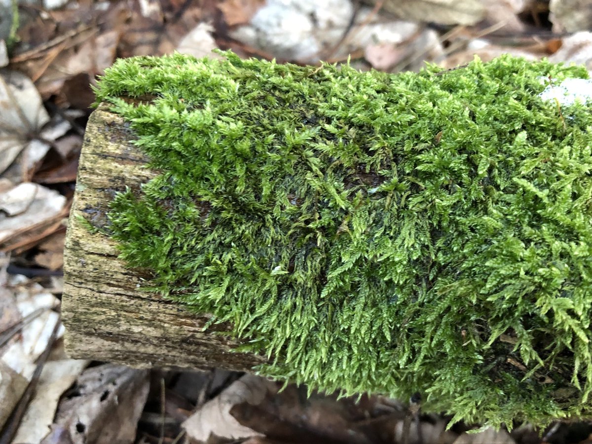 AnkeSchneiker's tweet photo. #MoosTwitter #MossTwitter
Green beauty.
Grüße an @ReskiLab 🙌🏻 https://t.co/ShwMeKF15U