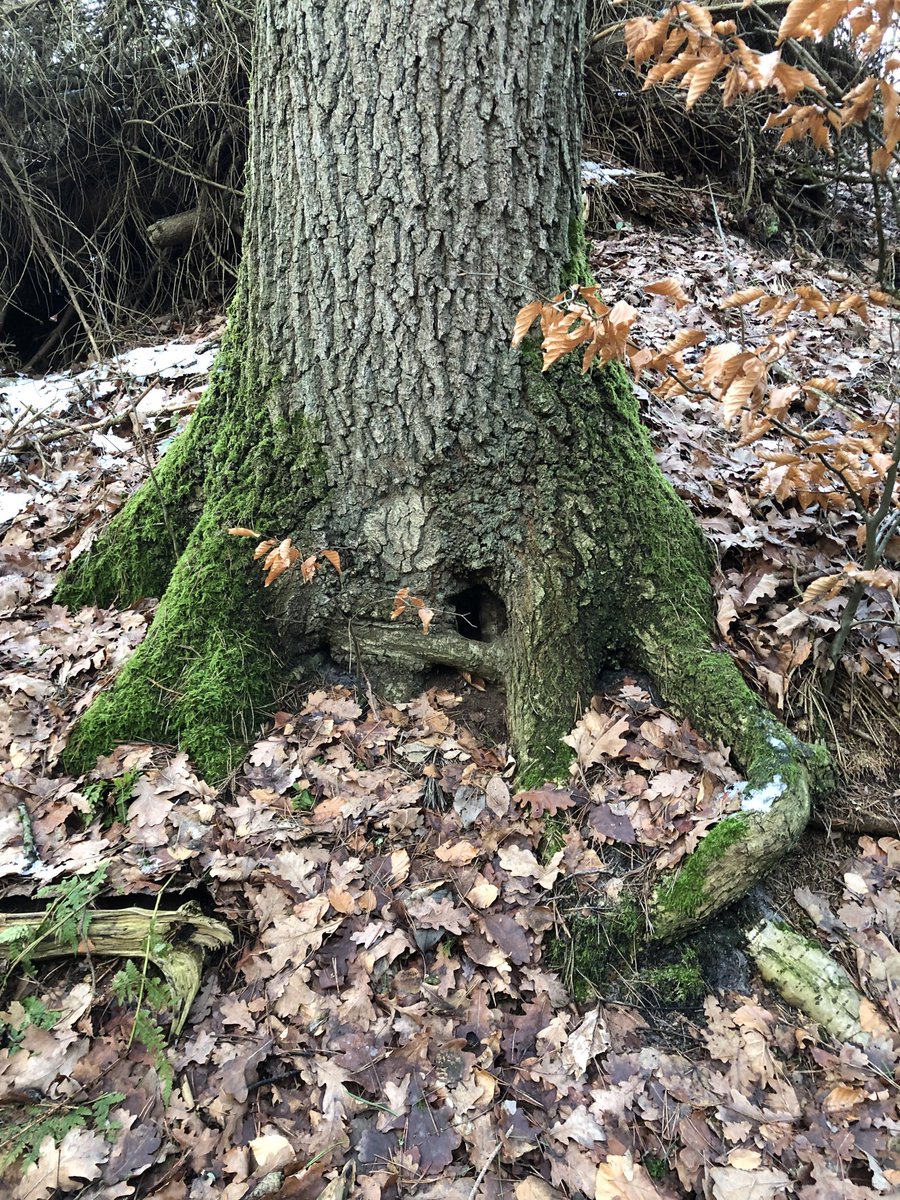 AnkeSchneiker's tweet photo. #MoosTwitter #MossTwitter
Green beauty.
Grüße an @ReskiLab 🙌🏻 https://t.co/ShwMeKF15U