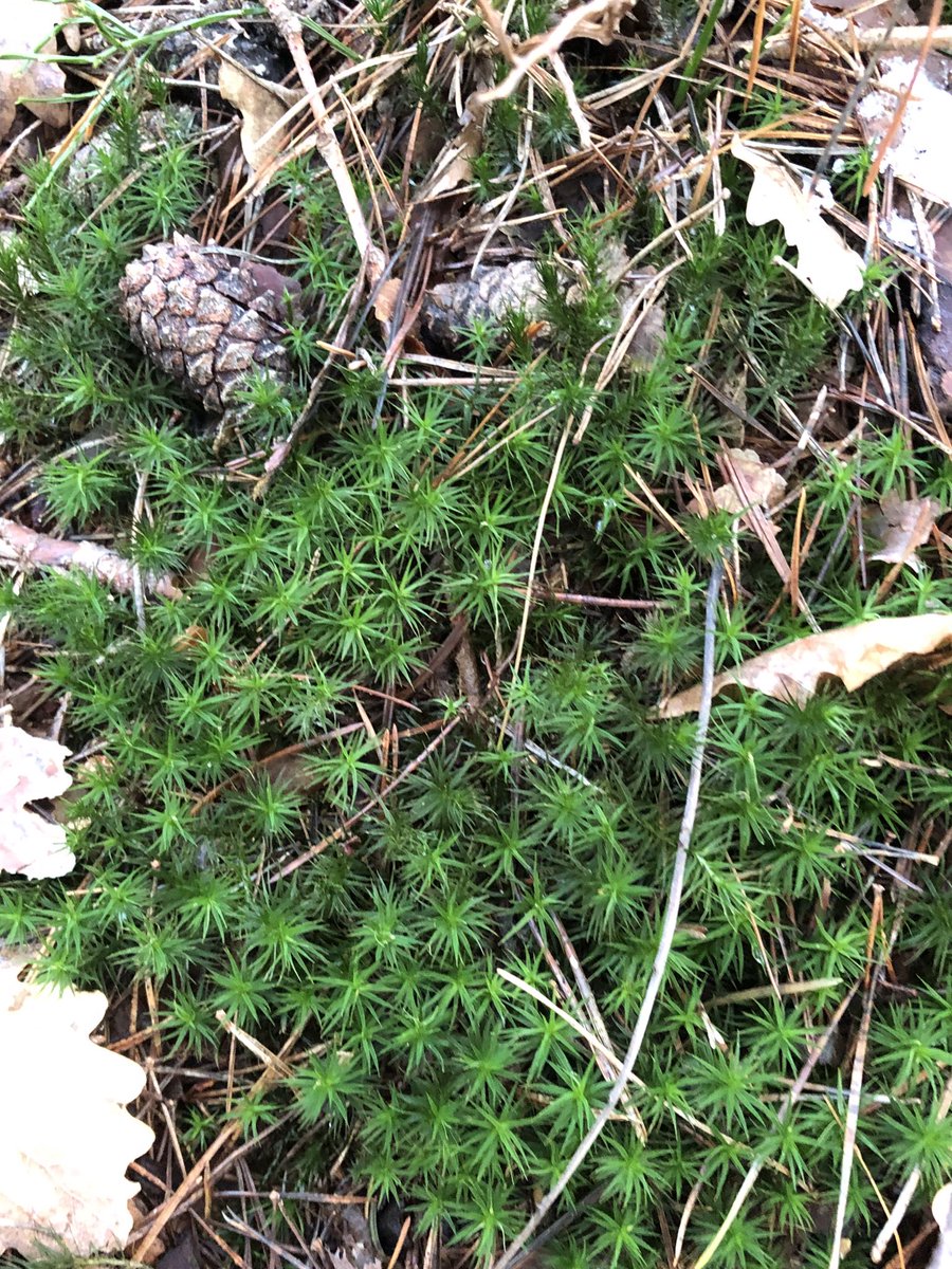 AnkeSchneiker's tweet photo. #MoosTwitter #MossTwitter
Green beauty.
Grüße an @ReskiLab 🙌🏻 https://t.co/ShwMeKF15U