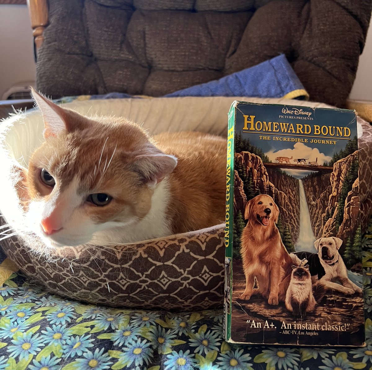 FlashbackVideo_'s tweet photo. Happy 30th Anniversary to Homeward Bound: The Incredible Journey featuring our not so sassy cat ๐ค๐ปโค๏ธ๐ผ #flashbackvideo
.
.
.
.
.
#vhs #vhsishappiness #vhsisnotdead #vhstape #vhscollector #vhscommunity #bekindrewind #90s #90snostalgia #nostalgia #disney #cats #CatsofTwittter #cat https://t.co/977sPhGgDw
