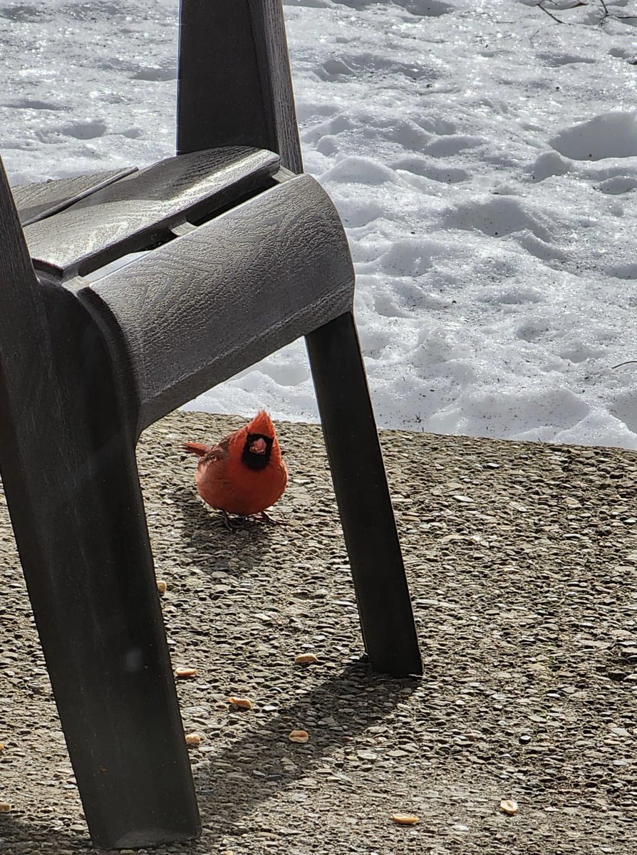 jimdiodati's tweet image. This little #cardinal hopping around my backyard is wondering #whereisspring?