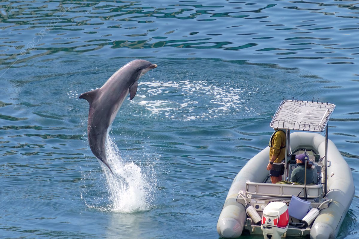 Larry on Twitter "RT WarshipCam Reconnaissance and Interdiction Division of the Naval