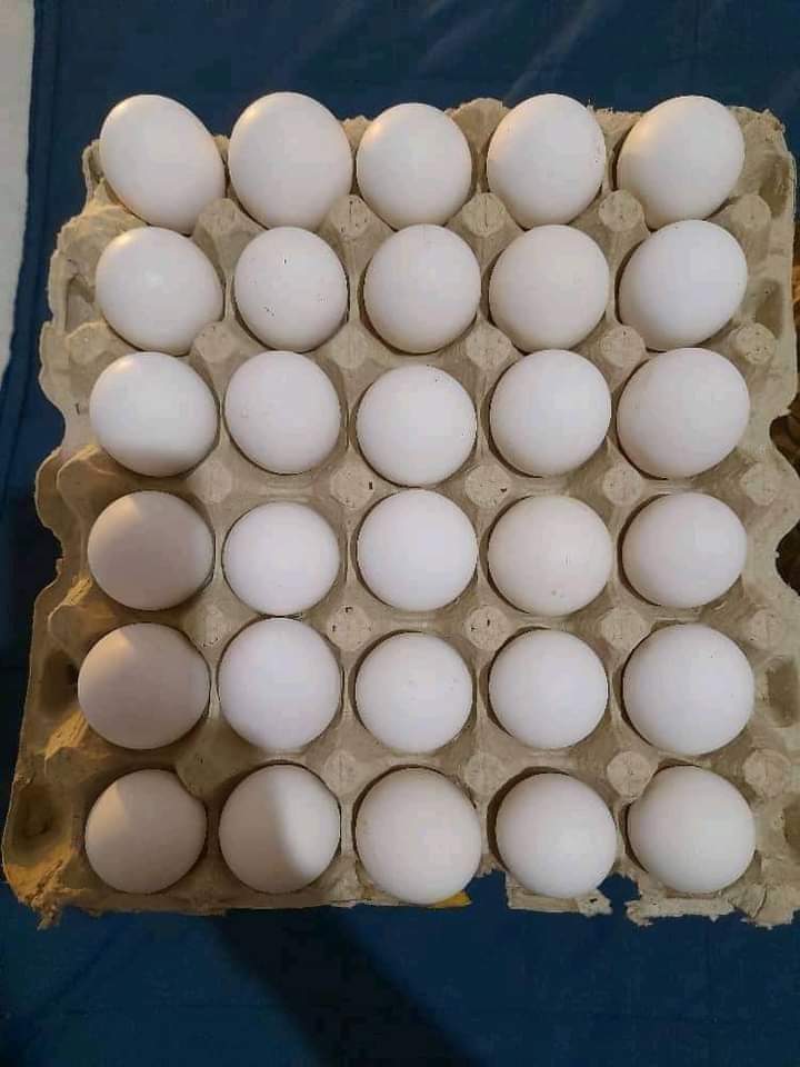 #JRTENDENCIA| Ya casi se compra a L. 9.00 cada huevo en Honduras.