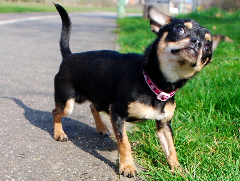 JoCo 🇬🇧 on Twitter "Chihuahua dog"