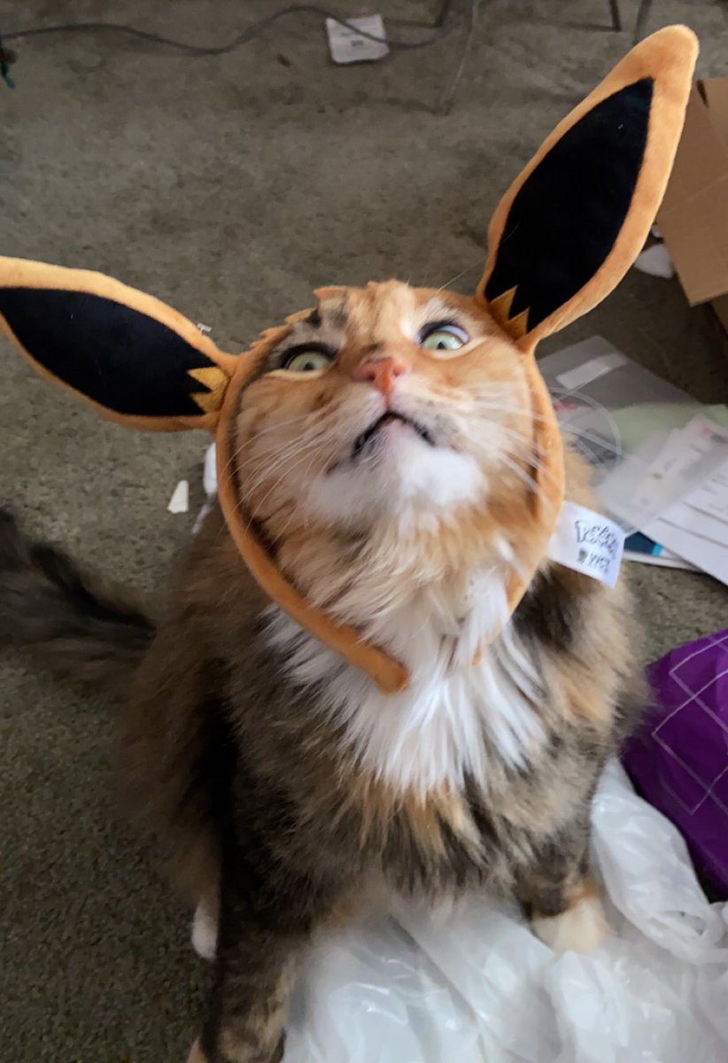 CatAleah tweet media