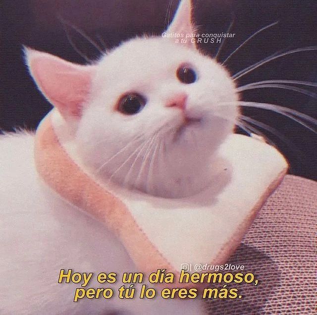 ? Memes de gatitos on Twitter: 
