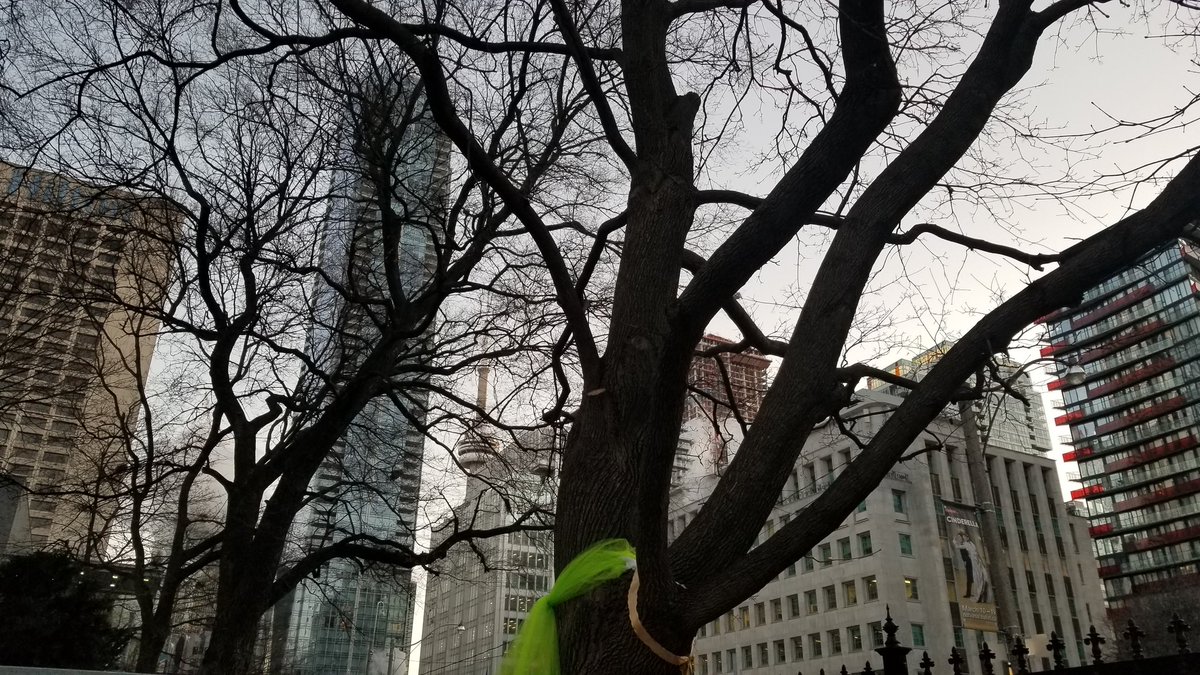 marymargaretbey's tweet image. JUST asking @Metrolinx to work collaboratively and creatively with communities for the best possible projects! #NotRocketScience
#onpoli
@BOLDCoalitionTO 
@SmallsCreek 
#OsgoodeHall #TreesAndTransit