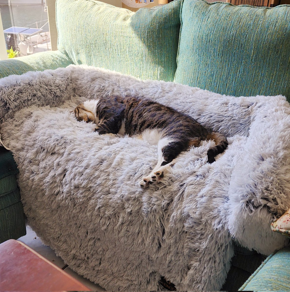 Infosec_Taylor's tweet photo. Zorn wasted no time proving he always needed an XL dog bed. #Caturday #CatsofTwittter #CatsofInfosec https://t.co/jDxmNh2Wgl