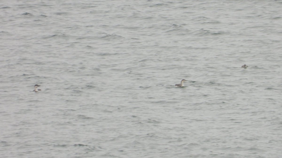 Distant shot but by far my favourite sighting this year so far. A handful of RTDs off the coast near Otterton this morning.