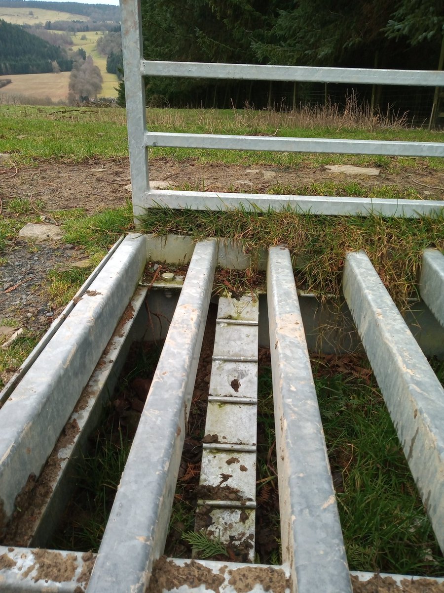 Signs of spring on my walk today in south Shropshire, and a cattle grid with a special ladder for hedgehogs 👍