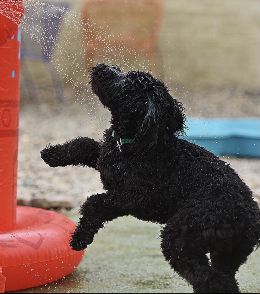 barkbarlr's tweet photo. ‼️DOG OF THE MONTH ALERT‼️

Oni is our February dog of the month! 
Oni has a few claims to media fame: Hounds Lounge IG, the Arkansas Democrat Gazette, and now Bark Bar Dog of the Month! 📸 

#doggos #dogofthemonth #barkbar #offleash #dogbar #free #cute #fun #littlerock #surprise https://t.co/uE36AVscfz