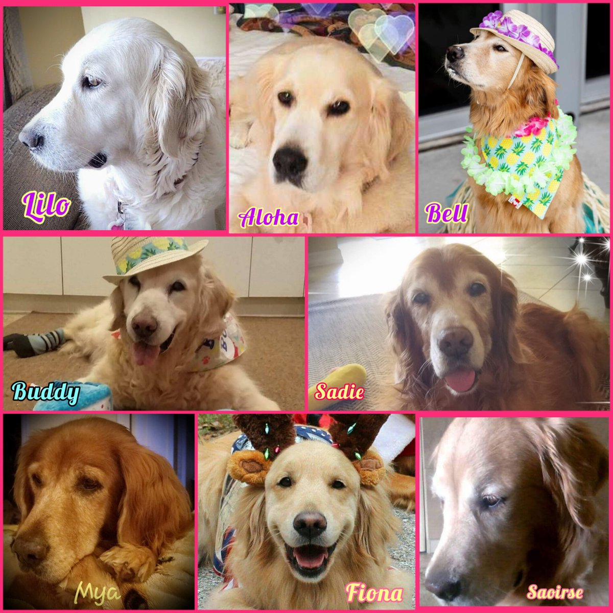 #goldenretriever #dogsoftwitter @thegoldenratio4 <a href="/GoldensRetrieve/">DailyGoldens</a> <a href="/GoldretrieverUS/">Golden Retriever Channel</a> @thepuppiesclub <a href="/JustGoldens/">Just Love Goldens</a> <a href="/BestAnimalsPics/">Animals Pics</a> <a href="/3MillionDogs/">3MillionDogs</a> <a href="/RetrieverGuide/">Golden Retriever</a> <a href="/goldndailyscoop/">Golden Daily Scoop</a> <a href="/iheartgoldenret/">golden retrievers!</a> @thepuppiesclub @SugarTheGoldenR <a href="/WalterTheGolden/">Walter</a> <a href="/dog_rates/">WeRateDogs</a>