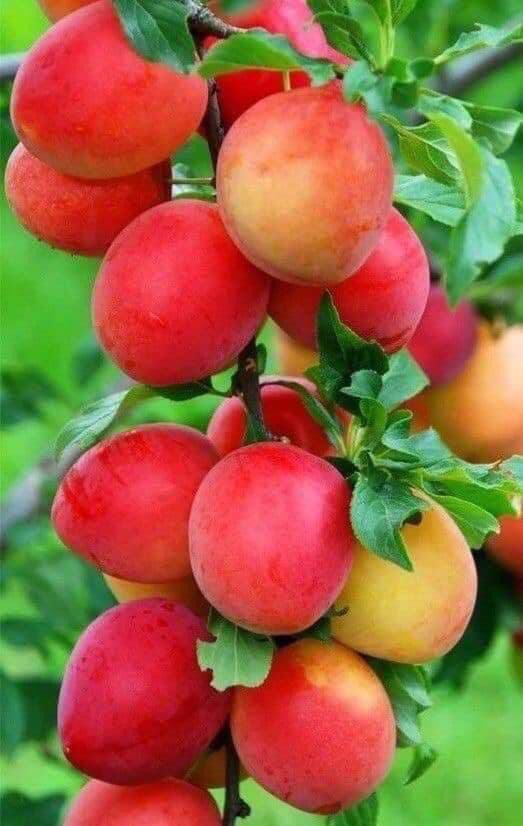 HAMADABILAL tweet picture