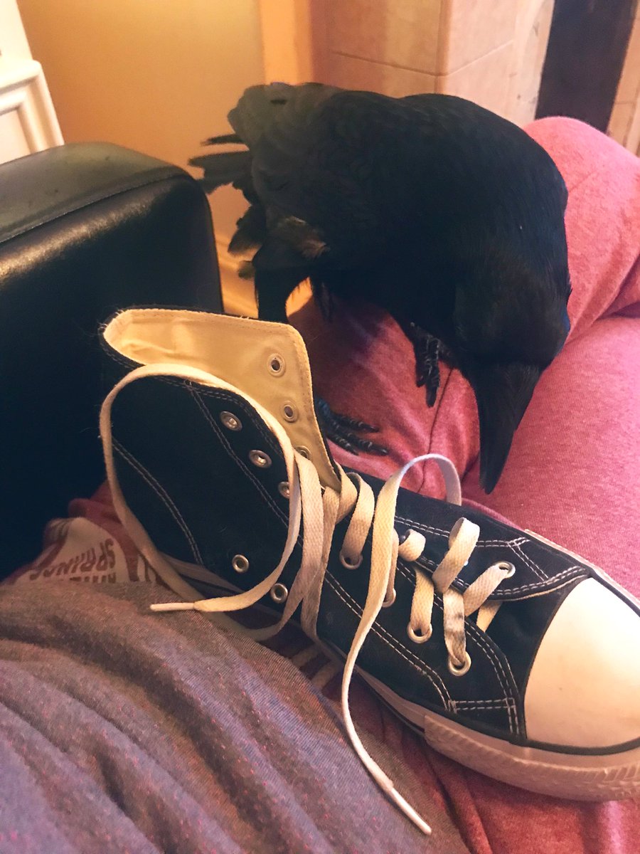 MrEdgarCrow's tweet photo. Another old day, another old shoe. Unlacing shoes is my favourite thing right now. Also, hello to my new followers I appreciate you ๐ซถ๐ป๐ฆ
๐ค #EdgarAllenCrow #Crowthings #Crowlife https://t.co/zqFAOSapKU