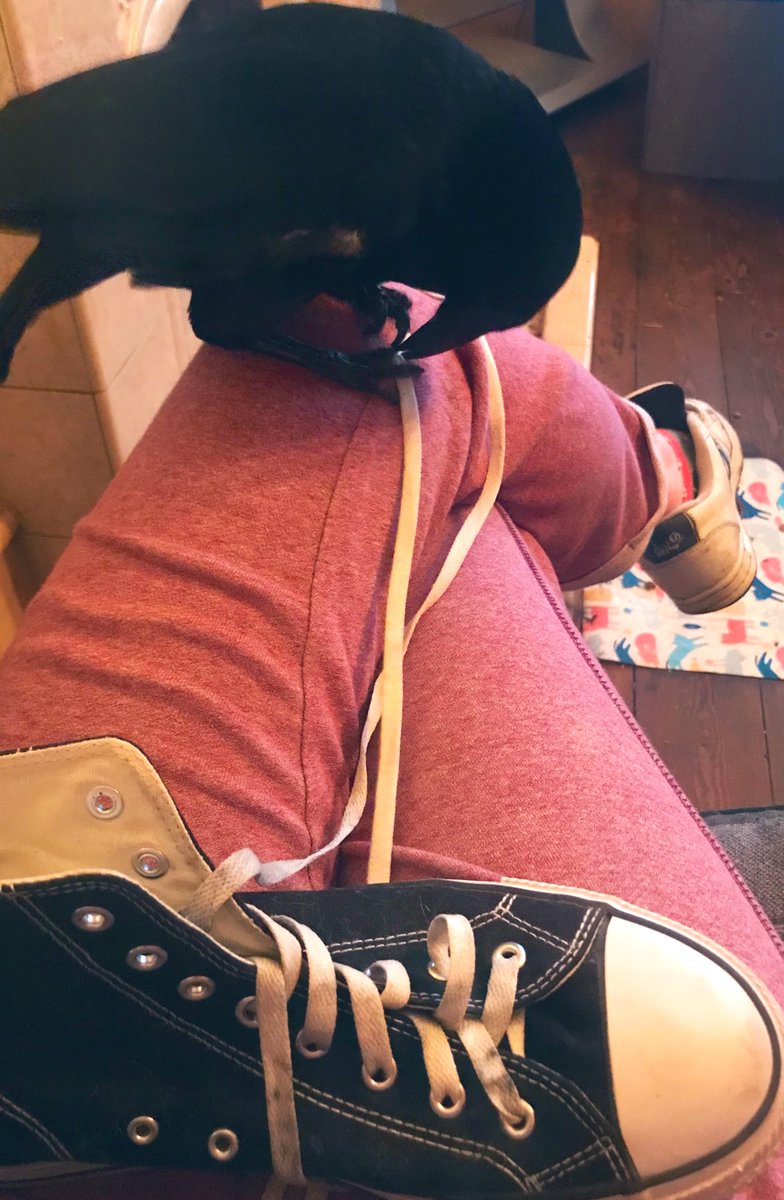 MrEdgarCrow's tweet photo. Another old day, another old shoe. Unlacing shoes is my favourite thing right now. Also, hello to my new followers I appreciate you ๐ซถ๐ป๐ฆ
๐ค #EdgarAllenCrow #Crowthings #Crowlife https://t.co/zqFAOSapKU