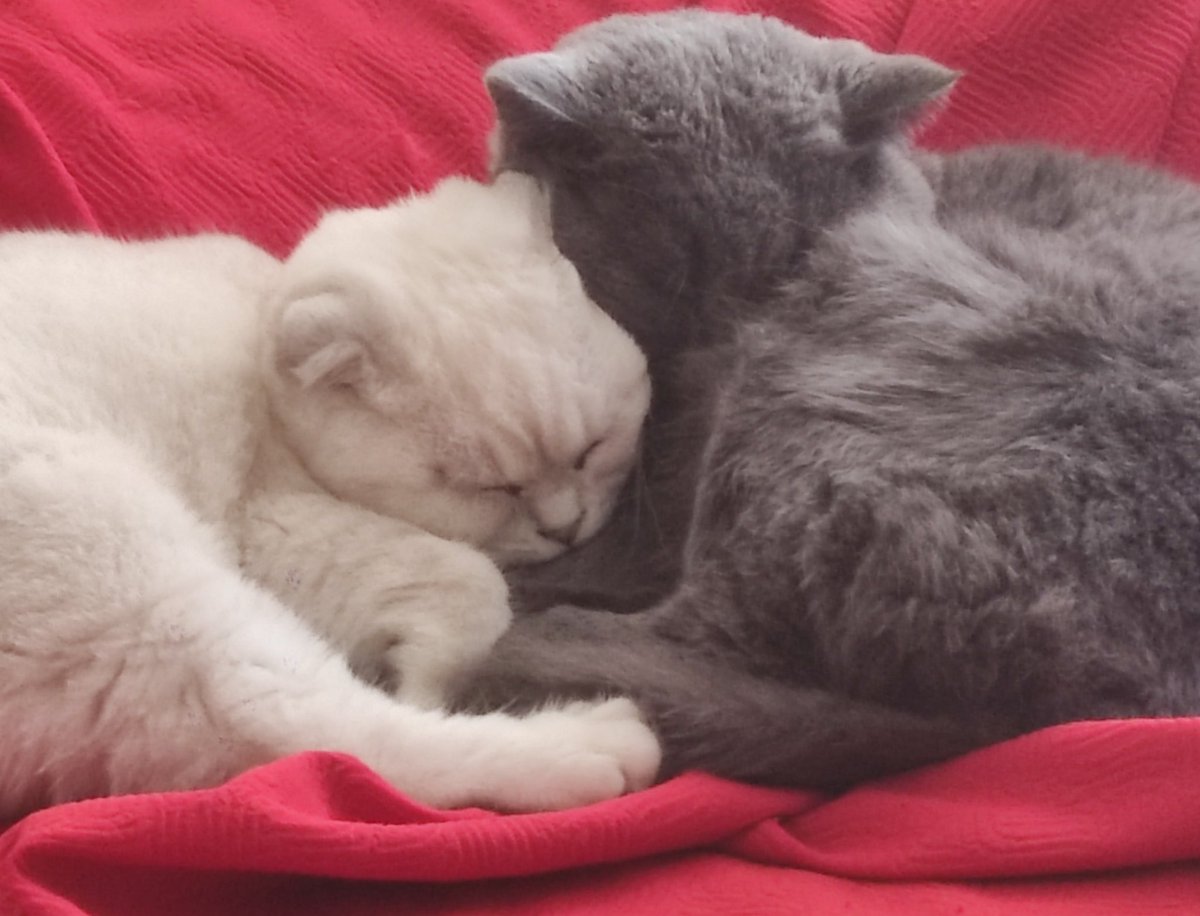 Yerim bu aşıkları..