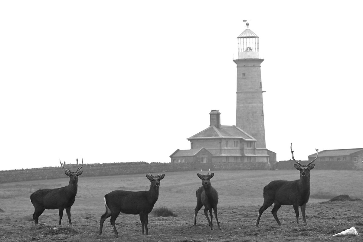 Managed to capture deer on a foggy day last week in front of The Old Light (the highest light in Britain when built in 1819.) #lighthouse #Bristolchannel #Atlantic #Lundy #island #puffins #oldlight #Lundyisland