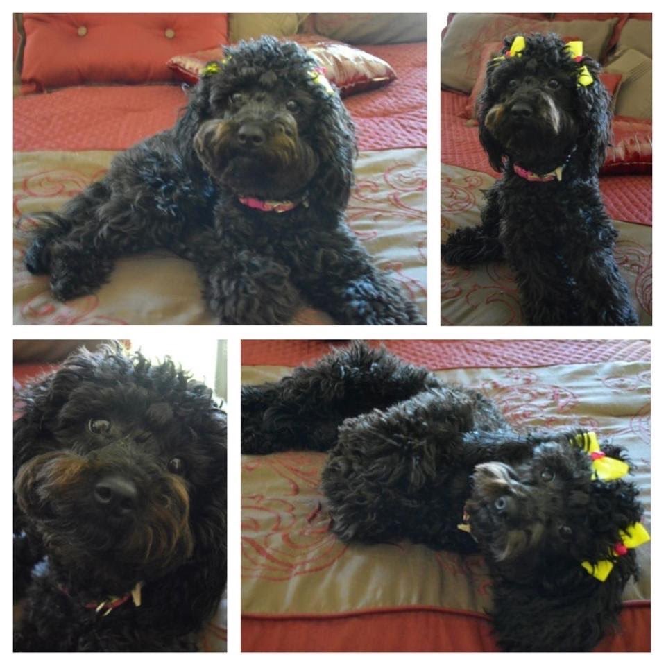 karonda_davis's tweet photo. Rest well baby girl! We will miss you, Janie Marie. 7/10/12- 2/3/23 ❤️🩹🐾 https://t.co/l0nTVsr338