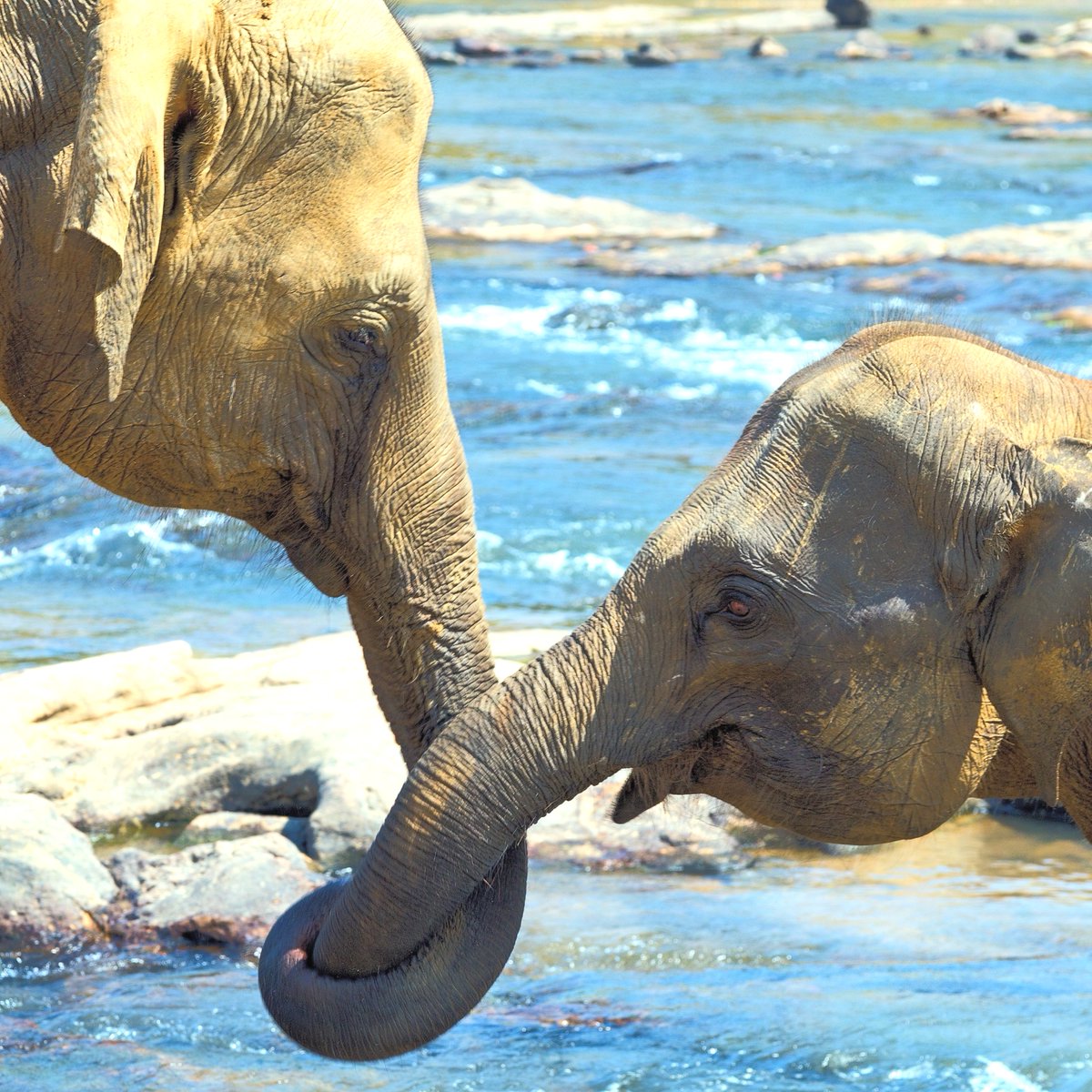 Wanna hold trunks?🤝 February 14th is coming and our Valentine's Day collection is marked down! Head to ivoryella.com to get shopping for your special someone💖 #Valentine #ValentinesDay #Wildlife #LoveIsInTheAir #SpreadLove