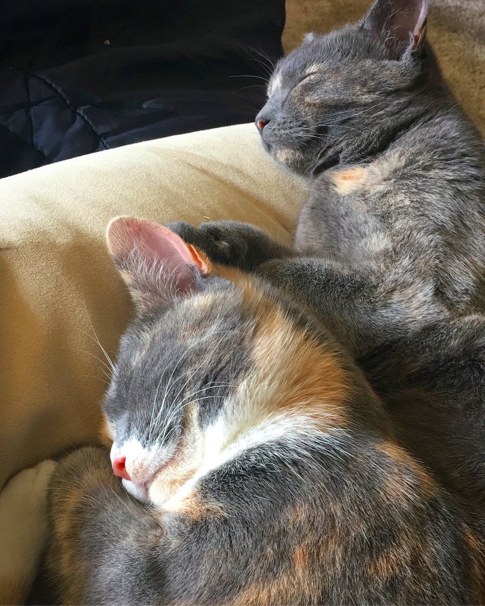 It’s me 💁🏾‍♀️ and here are the cats in question 🐱👇 #WorldCancerDay #WomenInSTEM