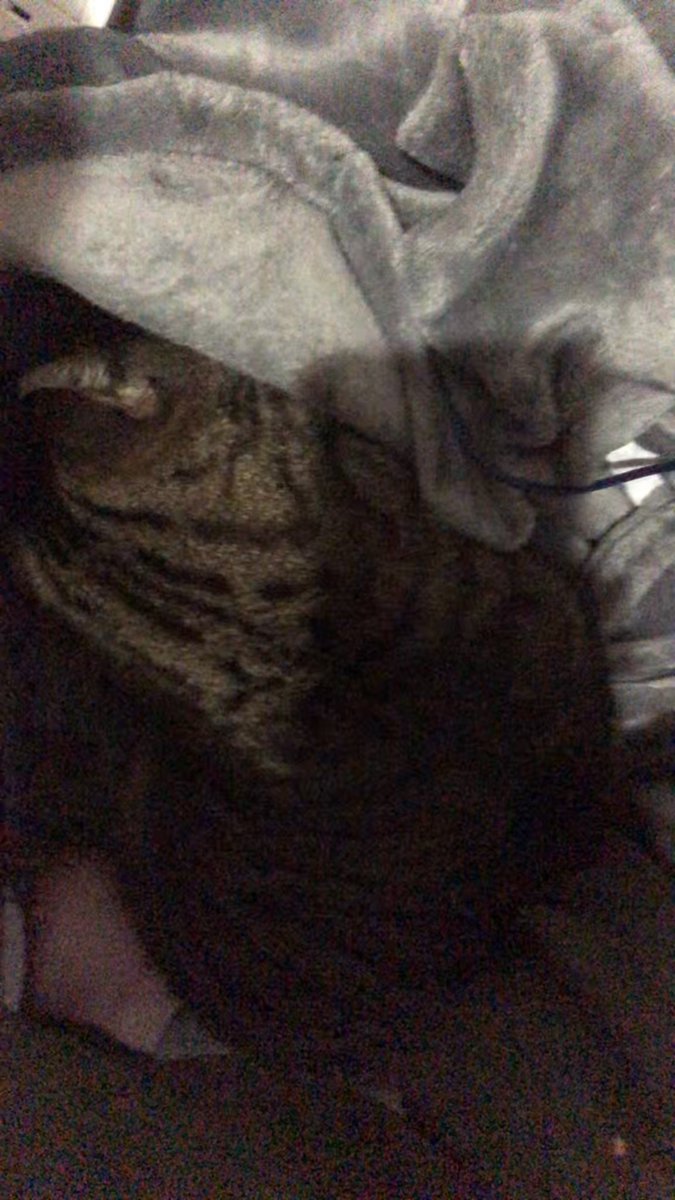 WinterrKnight's tweet photo. Once more, with Extra Serotonin #WintersBeasts #CatsOfTwitter Elijah & Rocky cuddling around my feet & grabbing da cute kitty butt π€£ https://t.co/w44Yex3U40